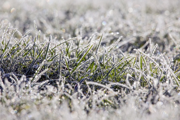 Winter-dew-on-lawn-grass