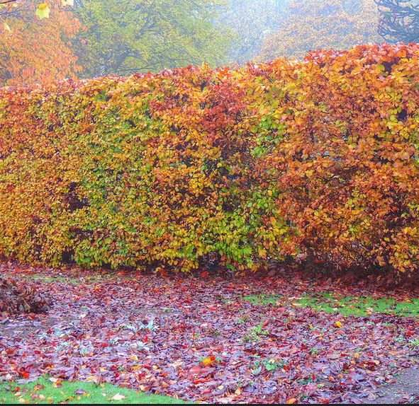 autumn-hedging-care-tips