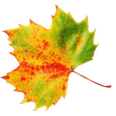 autumn-leaf-2