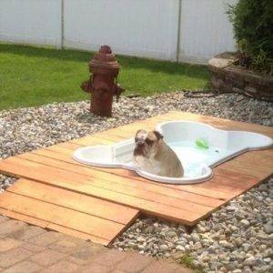 fun-outdoor-dog-pool-garden-ideas