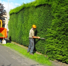 large hedge-cutting-techniques