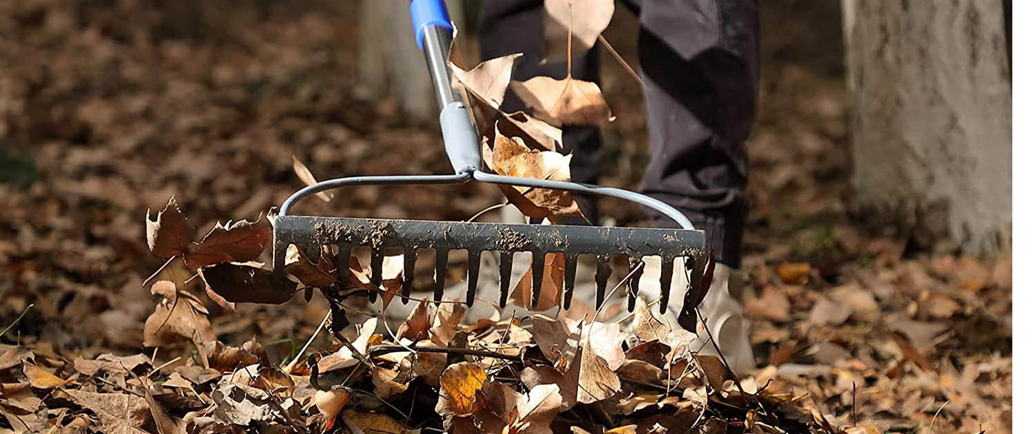 Fallen Autumn Leaves