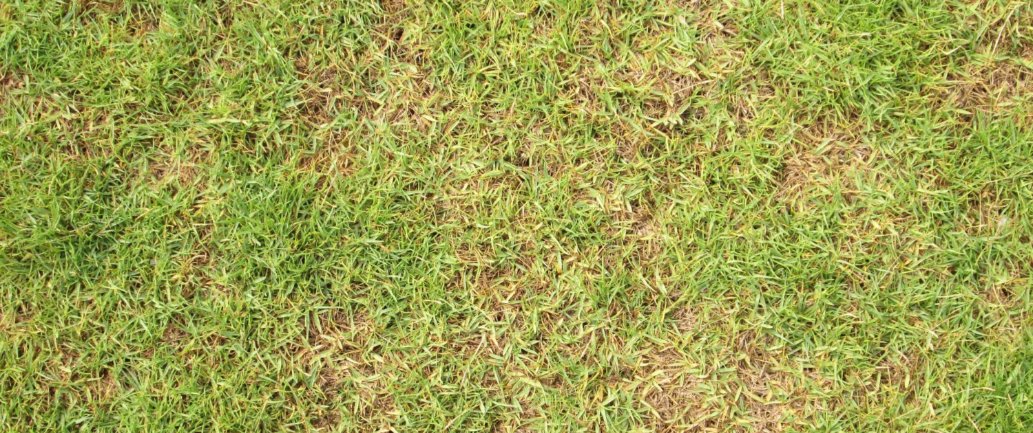 Brown Patch Lawn Disease Picture