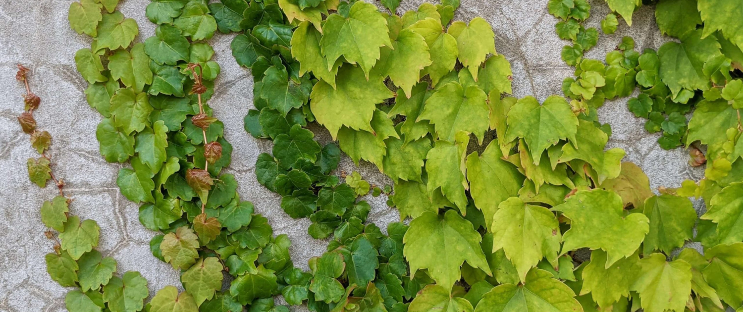 Creeper and Runner Seeds