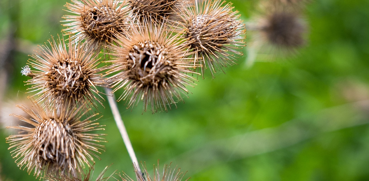 Hitchhiker Seeds