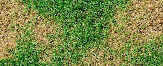 Eliminating Brown Patches in Your Lawn