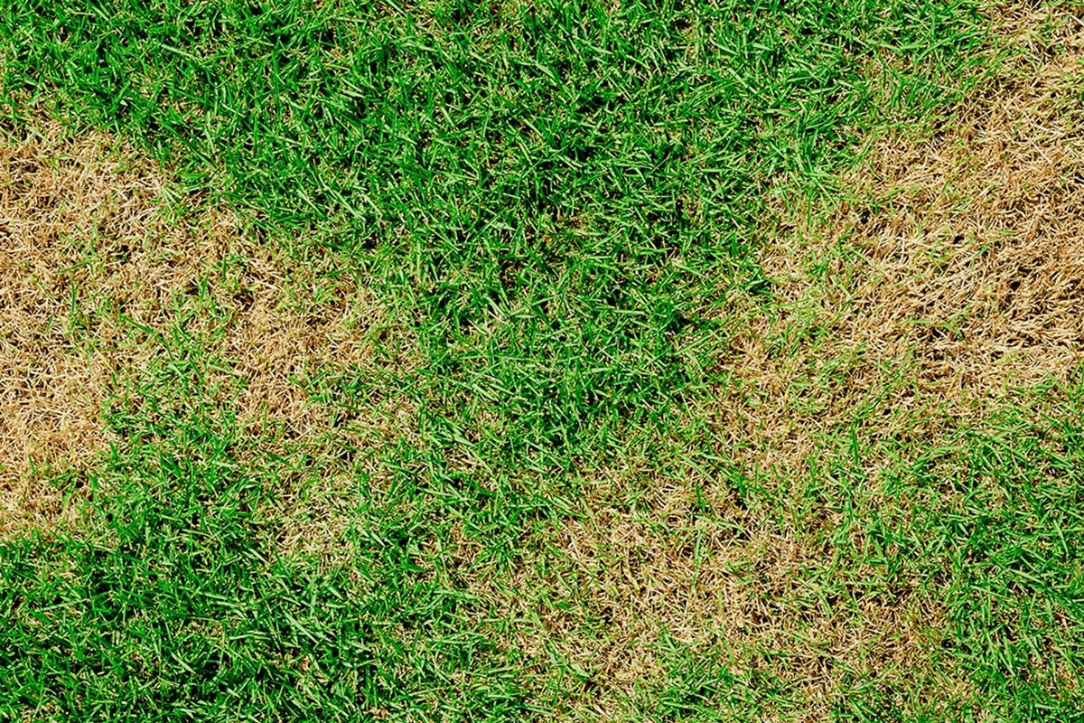 Eliminating Brown Patches in Your Lawn