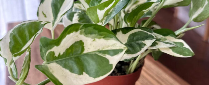 Tips on Caring for Potted Plants