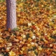 Consider Jim's Mowing for a fall cleanup of your garden