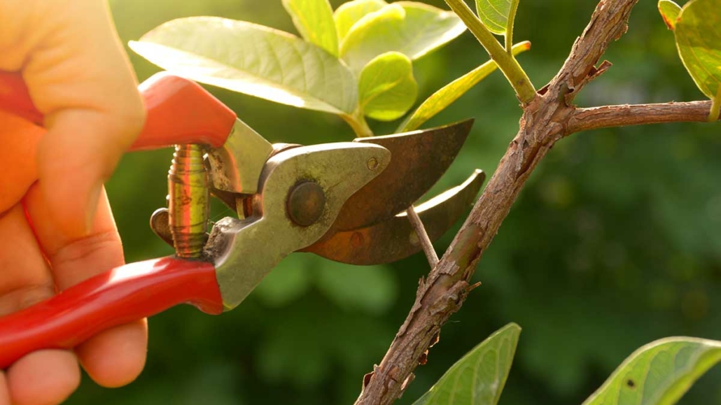 Jim's Mowing pruning services