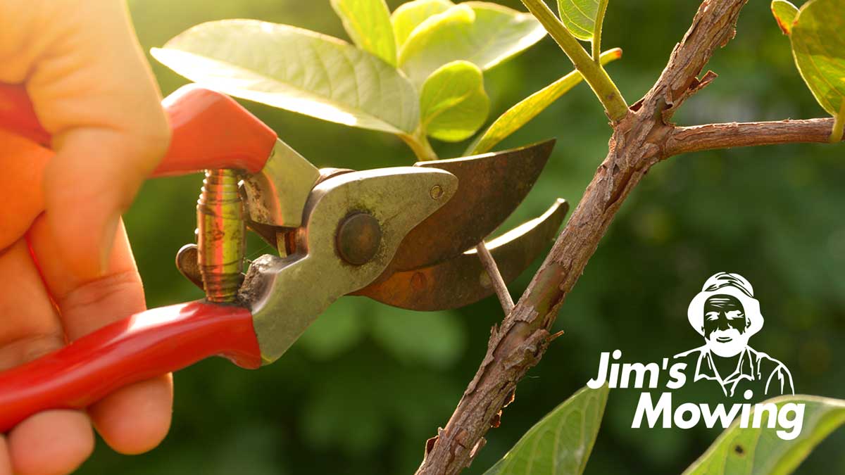 Pruning Services in Tsawwassen: Request a Pruning Quote - Jim's Mowing ...