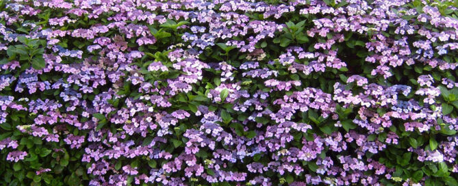 What is the Ideal Time for Pruning Hydrangeas and Rhododendrons?