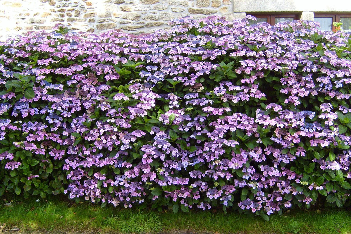 What is the Ideal Time for Pruning Hydrangeas and Rhododendrons?