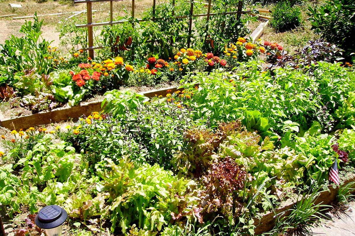 Best Vegetables to Plant in the Pacific Northwest