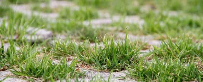 Typical Lawn Issues and Their Remedies