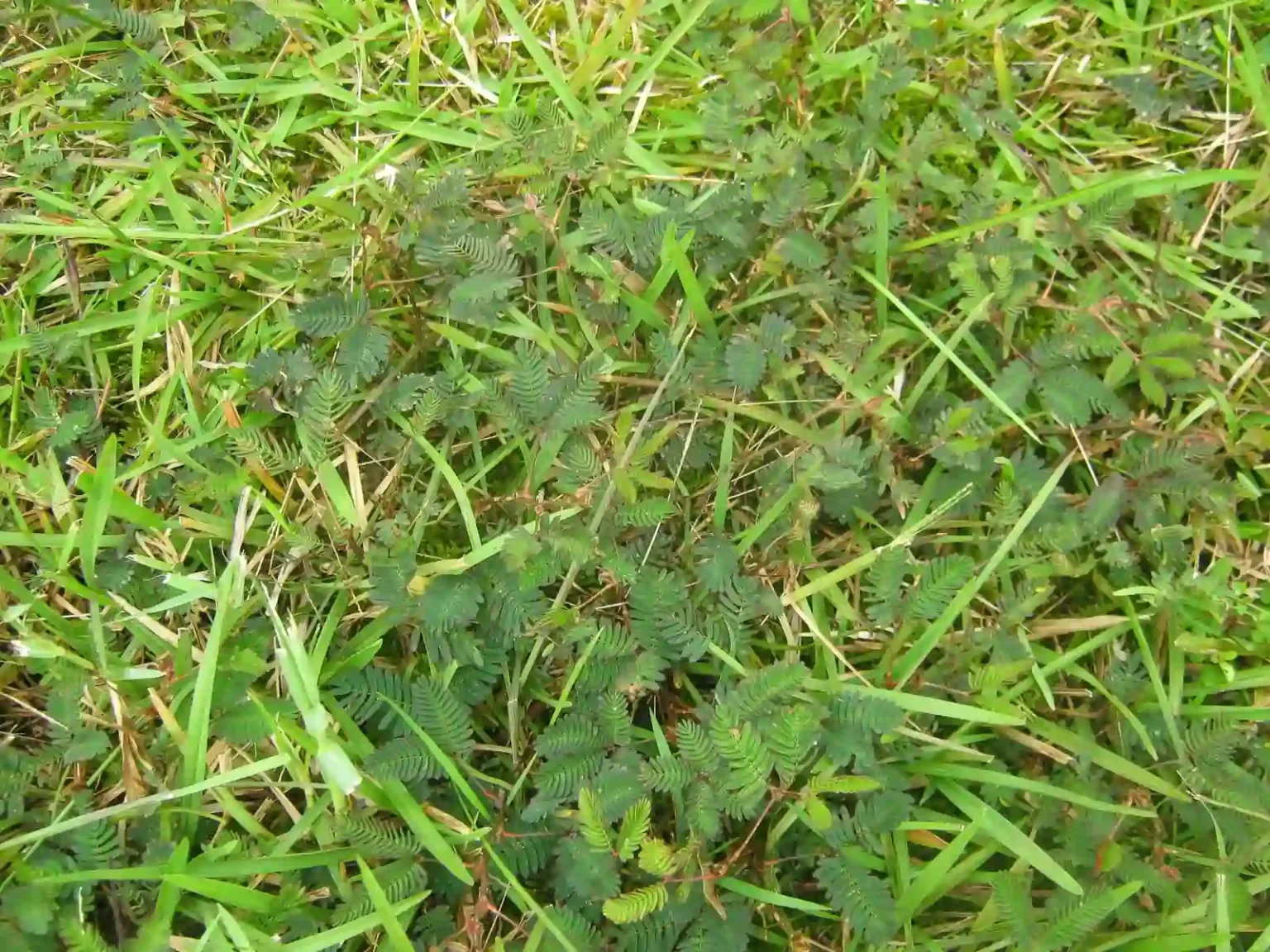 Battling Weeds in the Lower Mainland