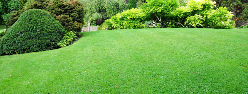 Advantages of Expert Lawn Maintenance