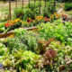 Best Vegetables to Plant in the Pacific Northwest