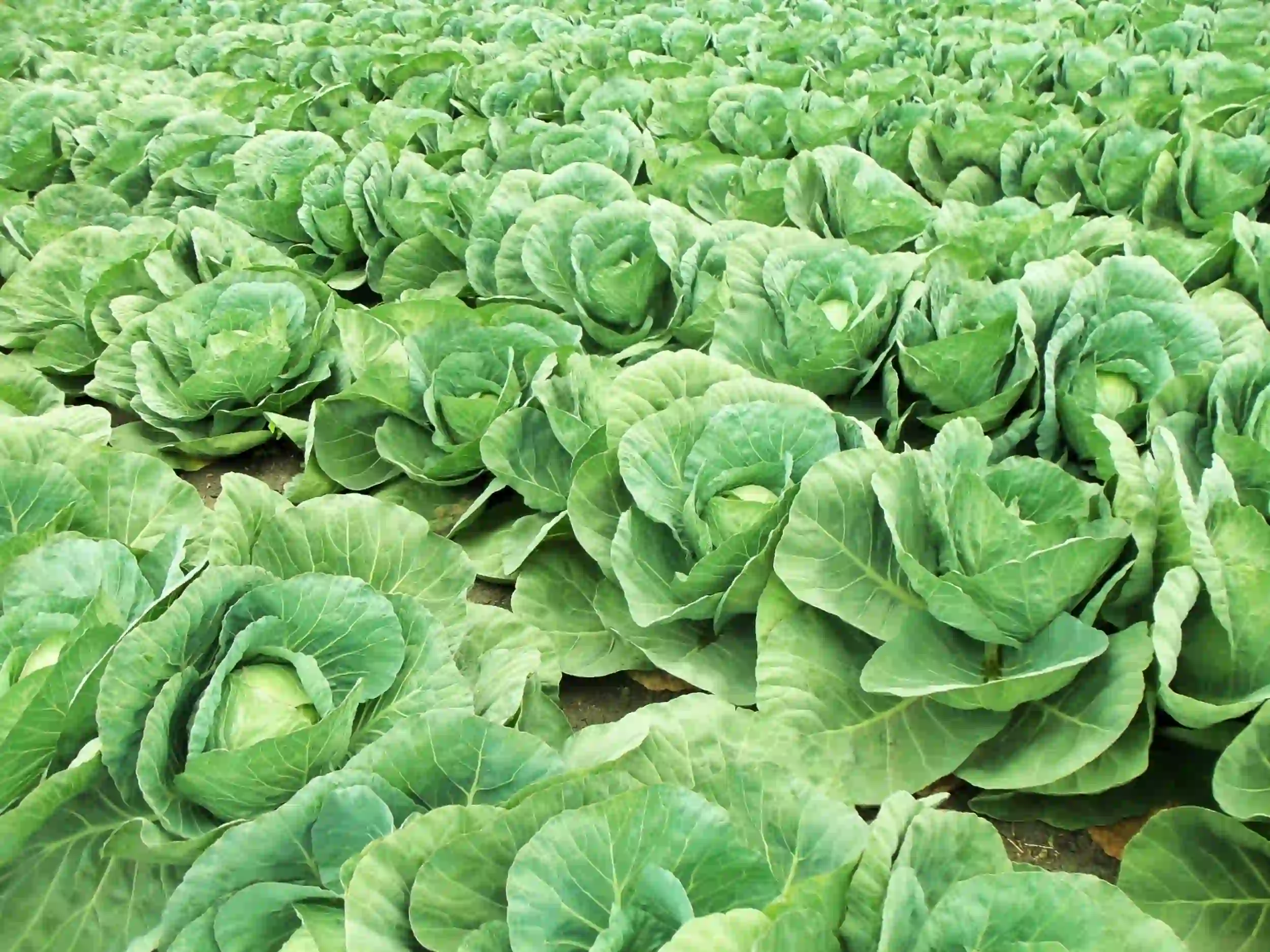 Cabbage
