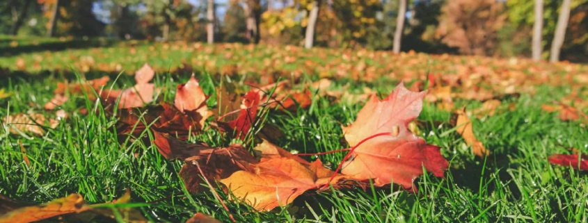 Fall Lawn Preparation for a Lush Spring: Tailoring Your Approach to BC