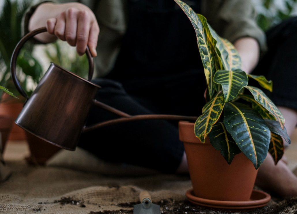 Hydrate your Plants