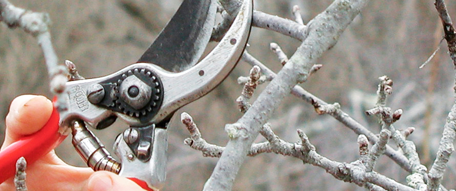 Navigating the Cold Winter Pruning