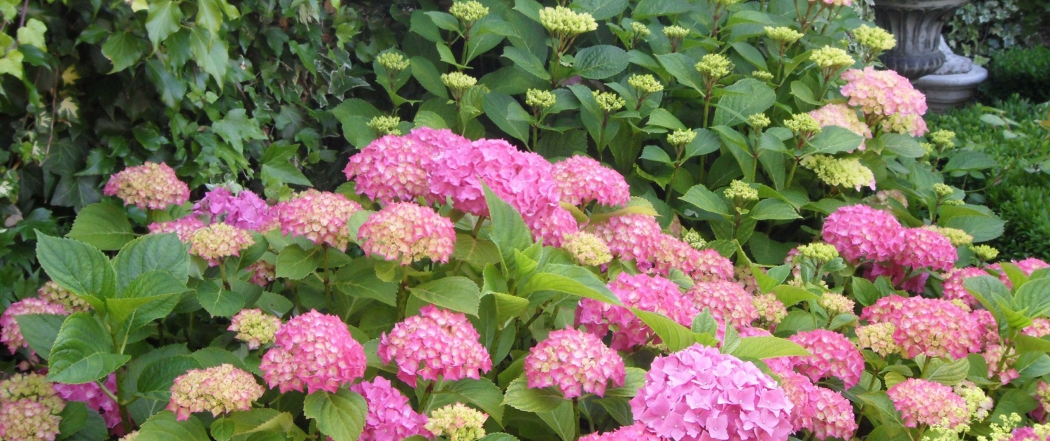 Pruning Considerations for British Columbia Hydrangeas and Rhododendrons