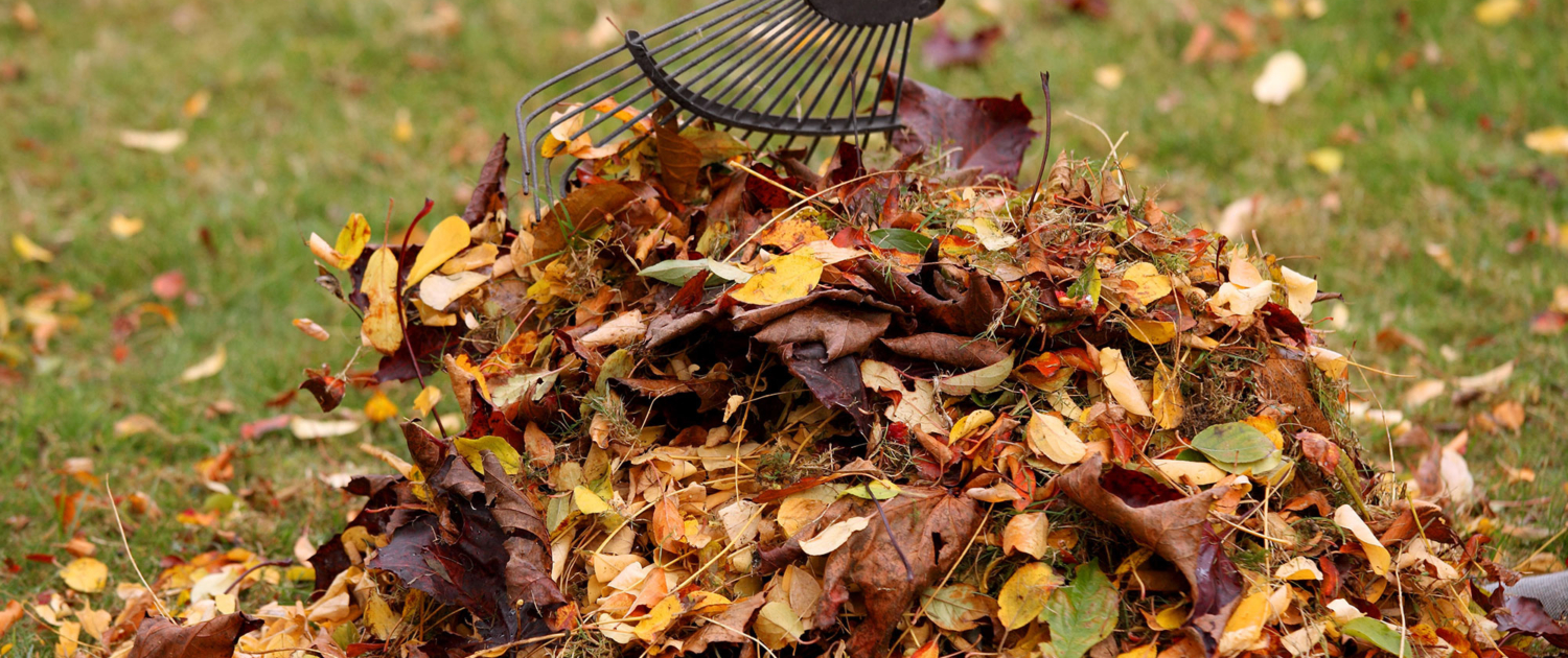 All Regions: General Fall Lawn Care Tips