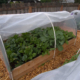 Defensive Measures: Protect Your Plants Against the Chill of Frost