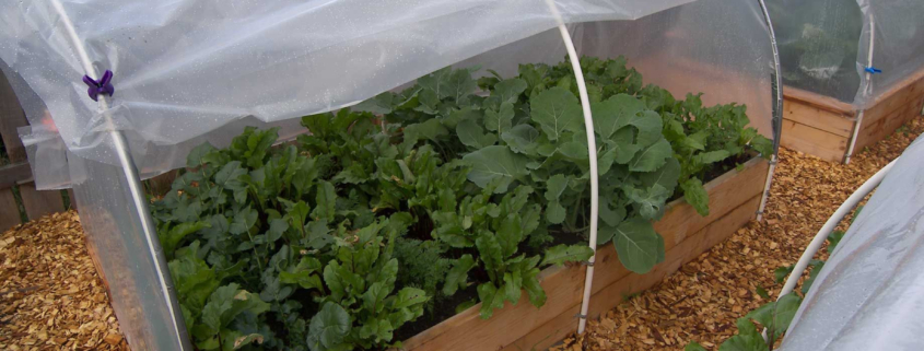 Defensive Measures: Protect Your Plants Against the Chill of Frost