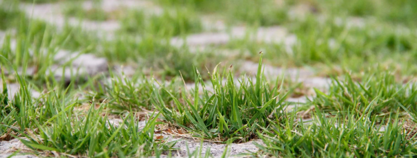 Typical Lawn Issues and Their Remedies