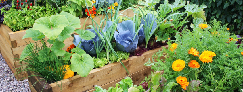 Top 5 Tips for Successful Vegetable Gardening in the Pacific Northwest