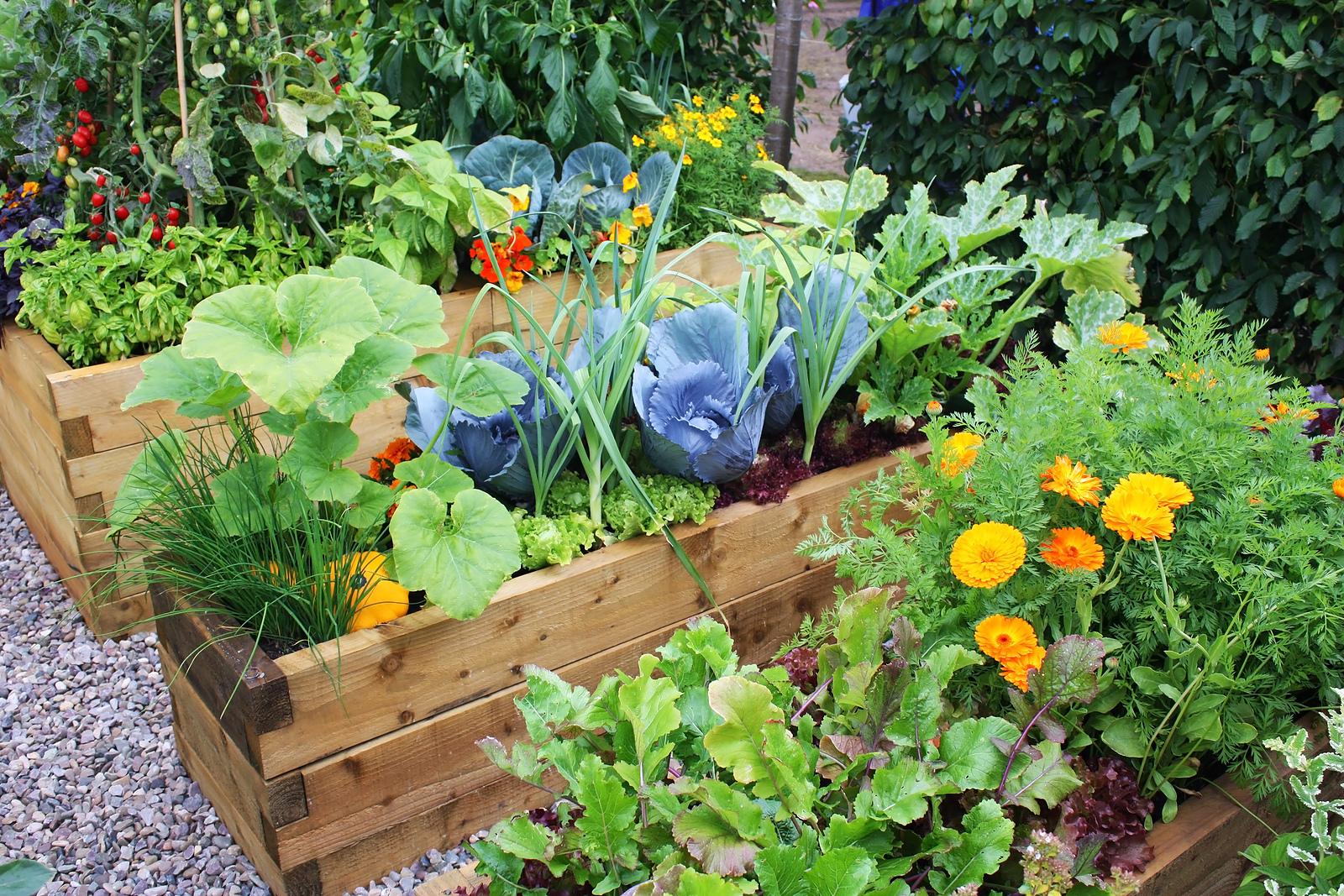 Top 5 Tips for Successful Vegetable Gardening in the Pacific Northwest