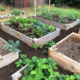 Grow Vegetables in Elevated Garden Beds