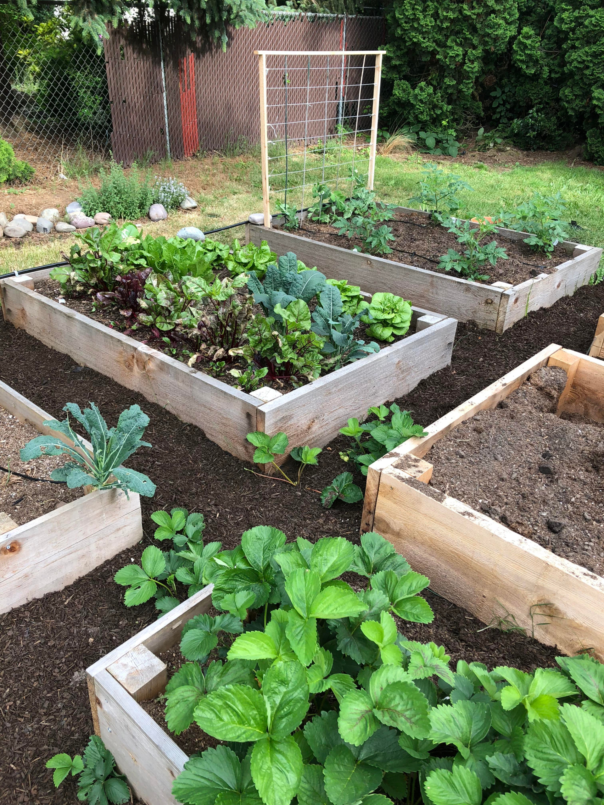 Grow Vegetables in Elevated Garden Beds