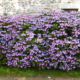 What is the Ideal Time for Pruning Hydrangeas and Rhododendrons?