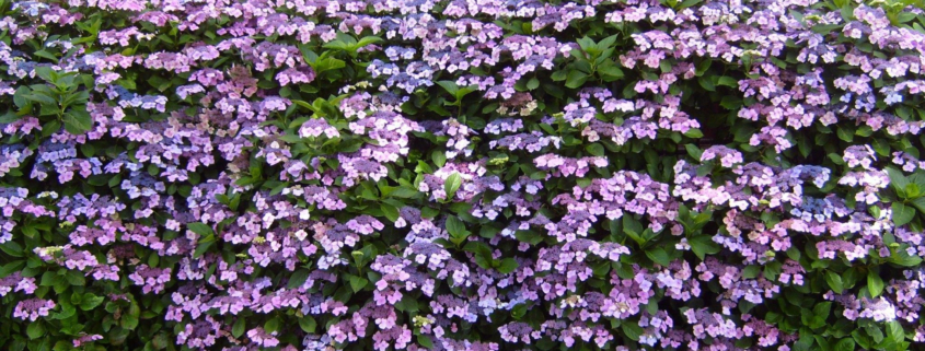 What is the Ideal Time for Pruning Hydrangeas and Rhododendrons?