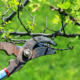 When is the Ideal Time to Trim Fruit Trees