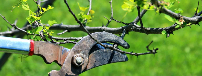 When is the Ideal Time to Trim Fruit Trees