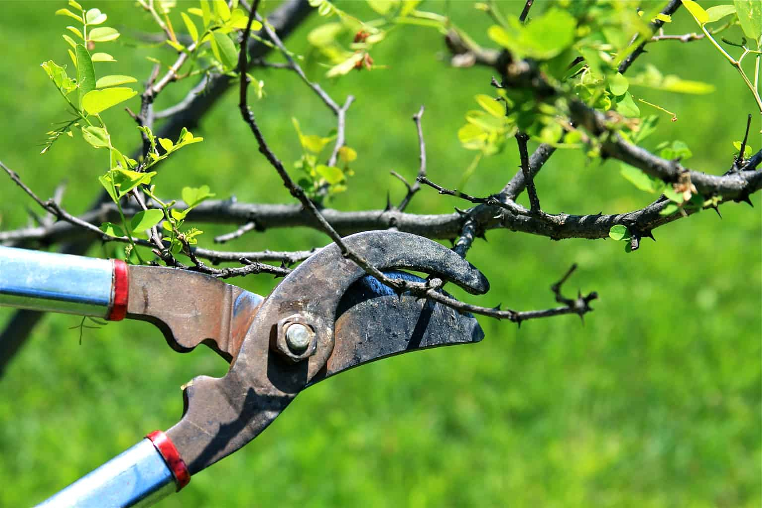 When is the Ideal Time to Trim Fruit Trees