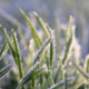 Strategies for Lawn Care in the Winter