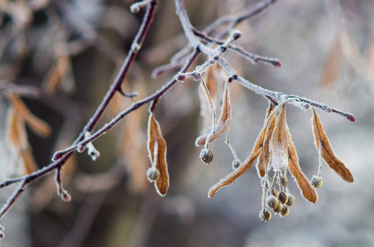 Dispelling Winter Lawn and Garden Myths in British Columbia