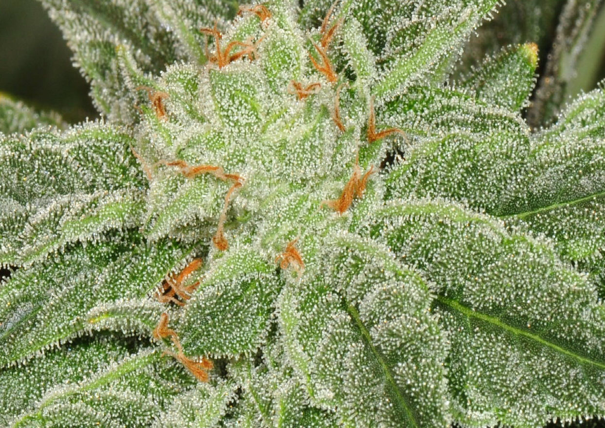 Controlling Weeds and Pests