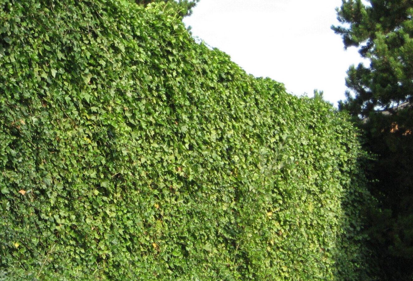 Essential Summer Care for Hedges Across British Columbia