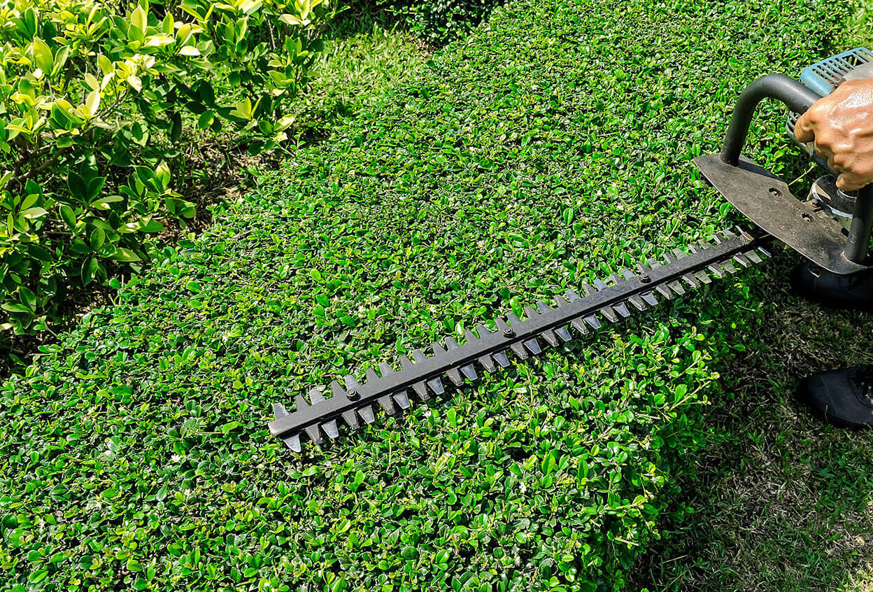 Lower Mainland and Vancouver Island: Managing Moisture and Growth