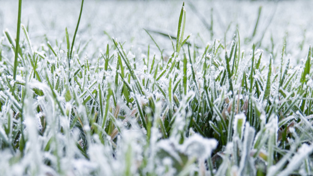 Myth 1: Lawns Don’t Need Care in Winter