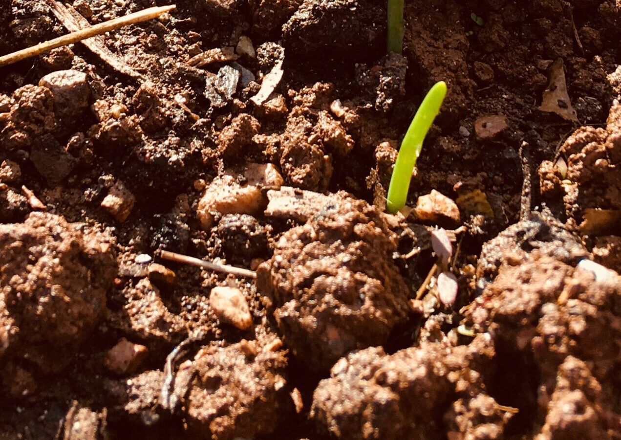 Nutrition and Soil Wellness