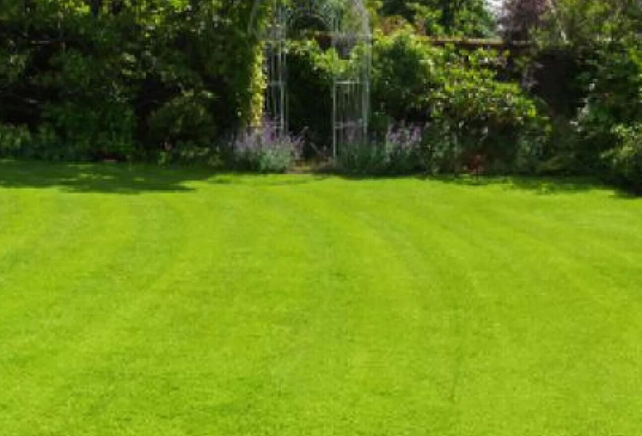 Summer Maintenance for Your Lawn