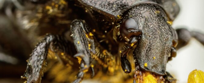 The Chafer Beetle Invasion in British Columbia: Impact and Management Strategies