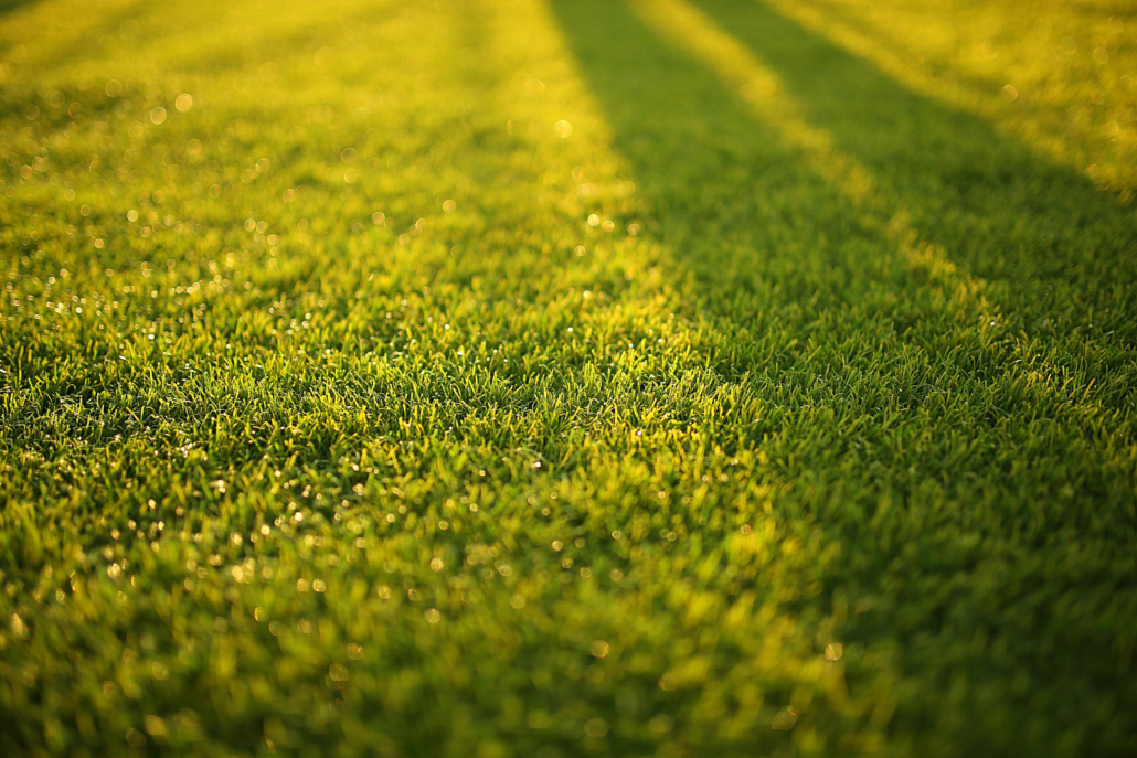 Boost Your Lawn with Effective Garden Solutions